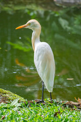 The cattle egret (formerly genus Bubulcus) is a cosmopolitan clade of heron (family Ardeidae) in the genus Ardea