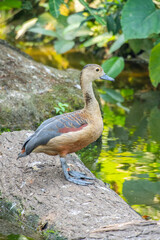 Swans are birds of the genus Cygnus within the family Anatidae. The swans' closest relatives include the geese and ducks