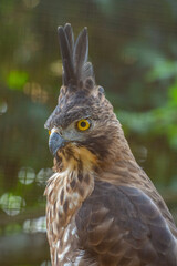 The Javan hawk-eagle (Nisaetus bartelsi) is a medium-sized, dark brown raptor in the family Accipitridae