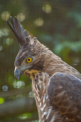 The Javan hawk-eagle (Nisaetus bartelsi) is a medium-sized, dark brown raptor in the family Accipitridae