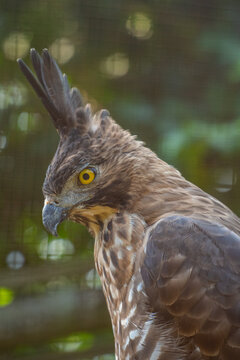 The Javan hawk-eagle (Nisaetus bartelsi) is a medium-sized, dark brown raptor in the family Accipitridae