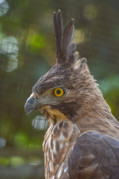 The Javan hawk-eagle (Nisaetus bartelsi) is a medium-sized, dark brown raptor in the family Accipitridae
