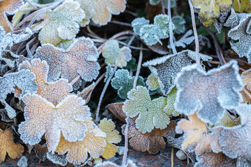 Frost crystals on colorful leaves.