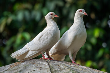 The domestic pigeon (Columba livia domestica or Columba livia forma domestica) is a pigeon subspecies that was derived from the rock dove or rock pigeon