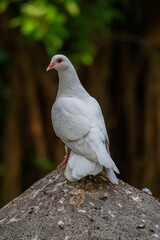 The domestic pigeon (Columba livia domestica or Columba livia forma domestica) is a pigeon subspecies that was derived from the rock dove or rock pigeon