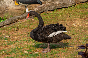 Swans are birds of the genus Cygnus within the family Anatidae. The swans' closest relatives...