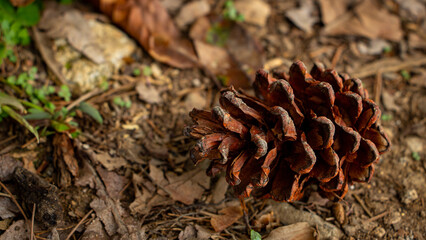 close up of pine cone on the ground