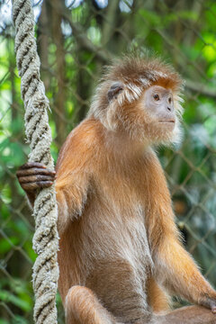 The East Javan langur (Trachypithecus auratus), also known as the ebony lutung, Javan langur or Javan lutung