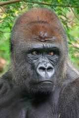 Gorillas are herbivorous, predominantly ground-dwelling great apes that inhabit the tropical forests of equatorial Africa