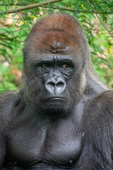Gorillas are herbivorous, predominantly ground-dwelling great apes that inhabit the tropical forests of equatorial Africa