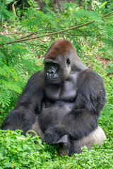 Gorillas are herbivorous, predominantly ground-dwelling great apes that inhabit the tropical forests of equatorial Africa