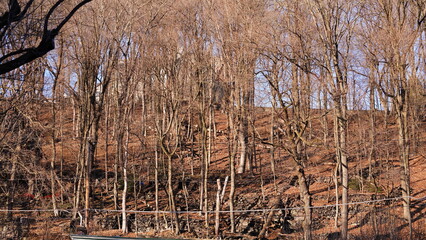 The forest landscape with the sunset sunlight on them in winter