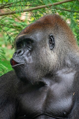 Gorillas are herbivorous, predominantly ground-dwelling great apes that inhabit the tropical forests of equatorial Africa
