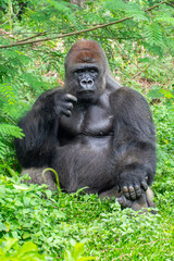 Gorillas are herbivorous, predominantly ground-dwelling great apes that inhabit the tropical forests of equatorial Africa