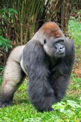 Gorillas are herbivorous, predominantly ground-dwelling great apes that inhabit the tropical forests of equatorial Africa