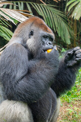 Gorillas are herbivorous, predominantly ground-dwelling great apes that inhabit the tropical forests of equatorial Africa