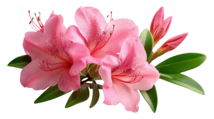 Fotobehang [Closeup of small pink flower bouquet] Vibrant Pink Azalea Bouquet Close-Up with Lush Green Leaves in Soft Focus © diowcnx