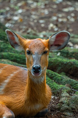 The sitatunga (Tragelaphus spekii) or marshbuck is a swamp-dwelling medium-sized antelope found...
