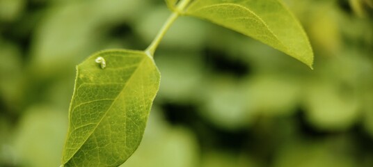 Green leaves, blurred and water droplets, the concept of background images