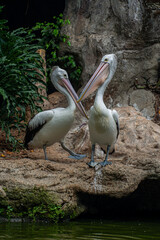 Pelicans (genus Pelecanus) are a genus of large water birds that make up the family Pelecanidae