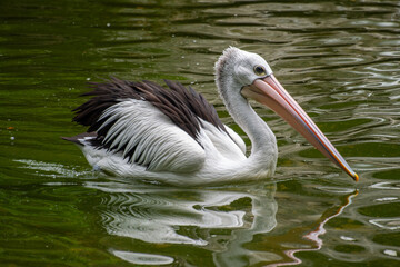 Pelicans (genus Pelecanus) are a genus of large water birds that make up the family Pelecanidae