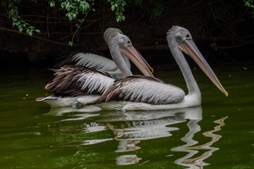 Pelicans (genus Pelecanus) are a genus of large water birds that make up the family Pelecanidae