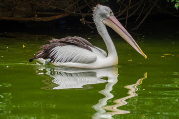 Pelicans (genus Pelecanus) are a genus of large water birds that make up the family Pelecanidae