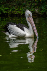 Pelicans (genus Pelecanus) are a genus of large water birds that make up the family Pelecanidae
