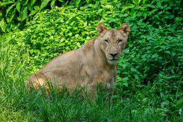 The lion (Panthera leo) is a large cat of the genus Panthera, native to Africa and India
