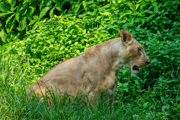 The lion (Panthera leo) is a large cat of the genus Panthera, native to Africa and India