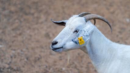 Close-Up Shot of a White Omani Goat