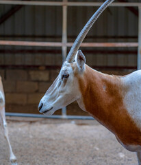 Scimitar Oryx in Natural Habitat