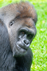 Gorillas are herbivorous, predominantly ground-dwelling great apes that inhabit the tropical forests of equatorial Africa