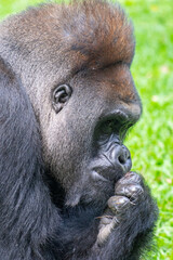 Gorillas are herbivorous, predominantly ground-dwelling great apes that inhabit the tropical forests of equatorial Africa