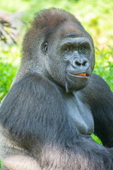 Gorillas are herbivorous, predominantly ground-dwelling great apes that inhabit the tropical forests of equatorial Africa