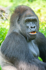 Gorillas are herbivorous, predominantly ground-dwelling great apes that inhabit the tropical forests of equatorial Africa