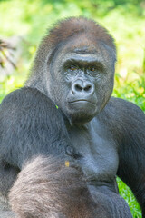 Obraz premium Gorillas are herbivorous, predominantly ground-dwelling great apes that inhabit the tropical forests of equatorial Africa