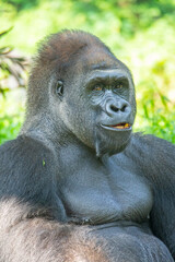 Gorillas are herbivorous, predominantly ground-dwelling great apes that inhabit the tropical forests of equatorial Africa