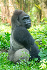Gorillas are herbivorous, predominantly ground-dwelling great apes that inhabit the tropical forests of equatorial Africa