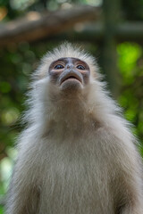 Raffles’ Banded Langurs are also known by their other common names: Banded Leaf Monkey or Banded Surili