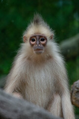Naklejka premium Raffles’ Banded Langurs are also known by their other common names: Banded Leaf Monkey or Banded Surili