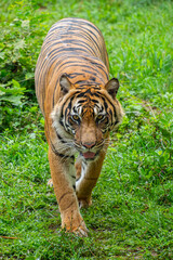 The Sumatran tiger is a population of Panthera tigris sondaica on the Indonesian island of Sumatra