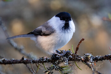 willow tit