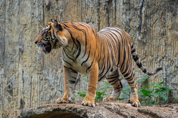 The Sumatran tiger is a population of Panthera tigris sondaica on the Indonesian island of Sumatra