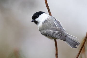willow tit