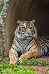 The Sumatran tiger is a population of Panthera tigris sondaica on the Indonesian island of Sumatra