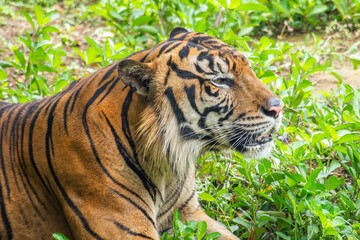 The Sumatran tiger is a population of Panthera tigris sondaica on the Indonesian island of Sumatra