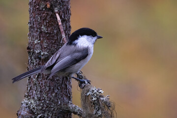 willow tit