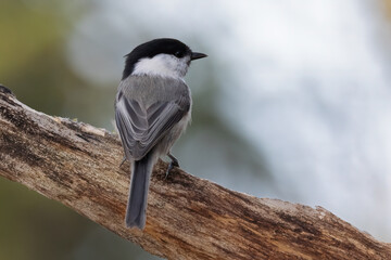 Obraz premium willow tit
