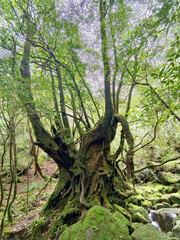Outdoor countryside mountain hiking path in Japan Yaku-Shima mountain